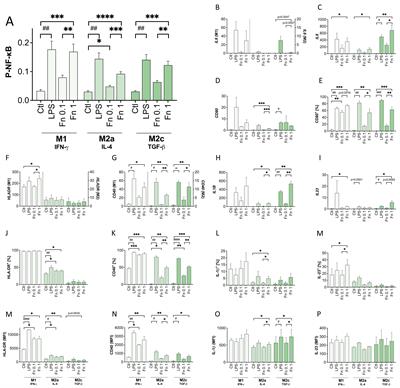 Less is more! Low amount of Fusobacterium nucleatum supports macrophage-mediated trophoblast functions in vitro